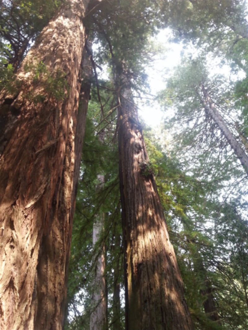 112715 Redwoods -B Aug 2015